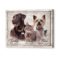 ce9e9430 a216 11ed 9e69 0242ac120002 180123CPDogfakeframeportraitscaleverngang2Banner